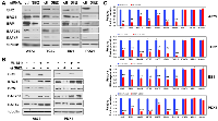 Figure 6: Slit2 signaling stabilizes BAF complex subunits and stimulates EWS::FLI1 transcriptional output. 