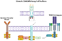 Figure 4:  Signaling of dimeric CEACAM1 long tail isoform in epithelial cells and T cells. 